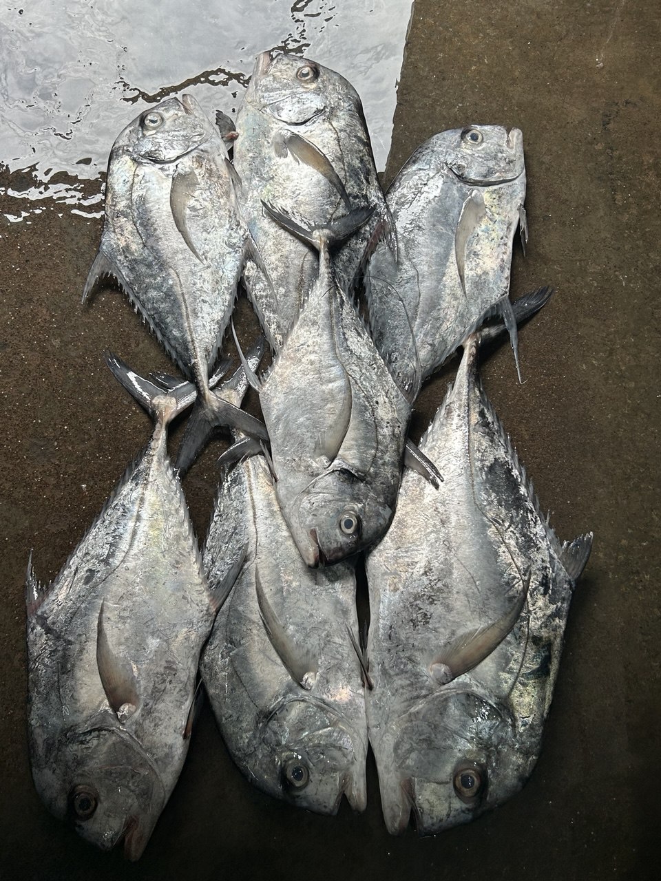 Fresh catch daily from Veraval